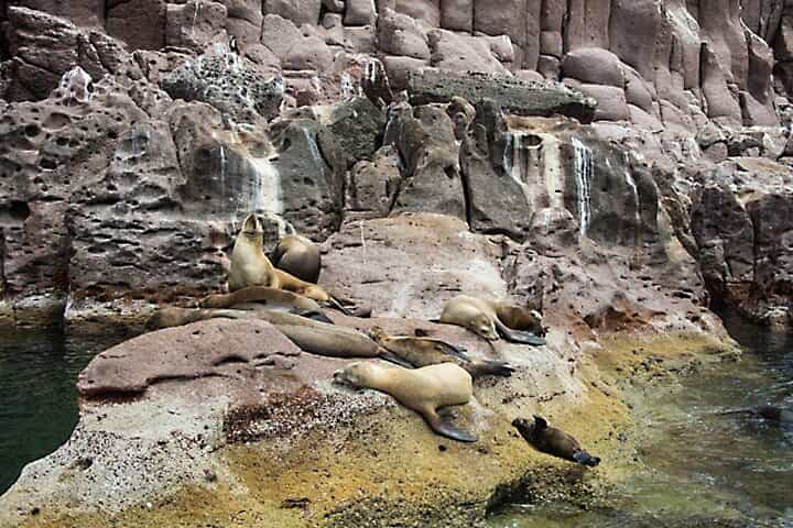 Full-Day Tour Nature Experience at Isla Espiritu Santo! Sea Lions