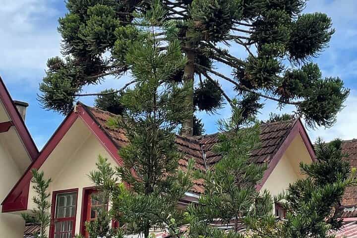 קמפוס דו ז'ורדאו (סיור מודרך ברכב פרטי)