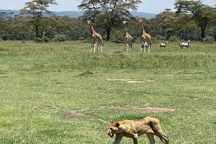 4 ימים של ספארי במאסאי מארה ואגם נקורו באיכות בינונית-יוקרתית