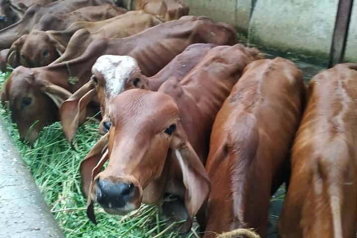 סיור פרטי במומבאי בשחר והקדשים רוחניים