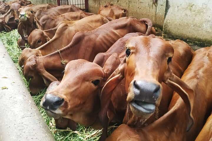 סיור פרטי במומבאי בשחר והקדשים רוחניים