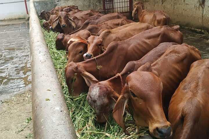 סיור פרטי במומבאי בשחר והקדשים רוחניים