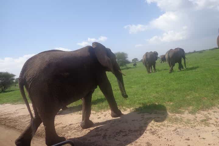 טיול ספארי בטנזניה במשך 4 ימים