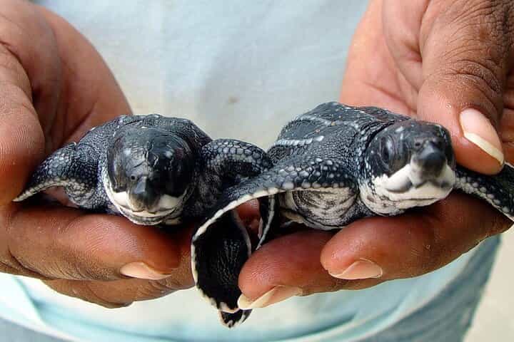 סיור פרטי מלא באופניים חשמליים | כפר, עיר וחופים