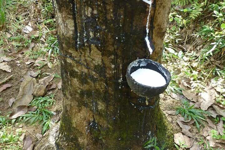 Ceylon Tea Experience Start from Colombo Port Passenger Terminal
