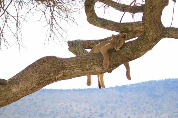 From Arusha: Day Trip to Lake Manyara National Park