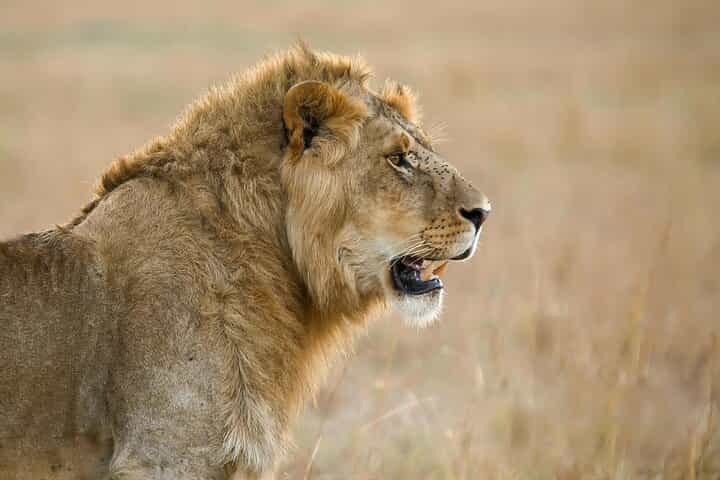 5 ימים חיים עם האריות עם קוג'ו ספארי - מלון ברמה בינונית