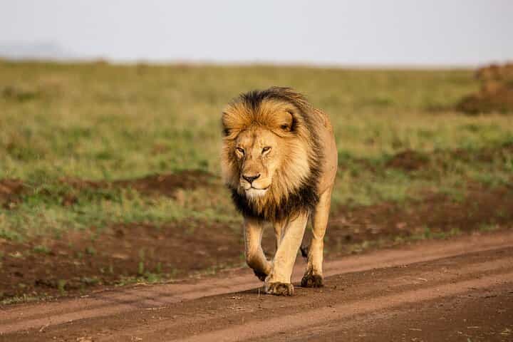 5 ימים חיים עם האריות עם קוג'ו ספארי - מלון ברמה בינונית