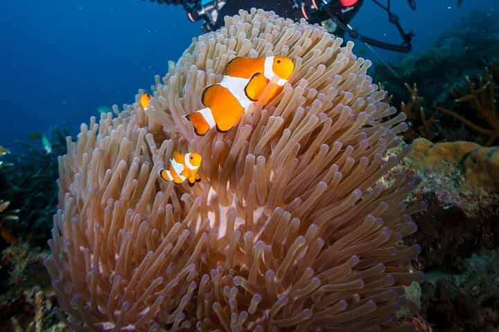 צלילה עם ציוד בתיומן למתחילים