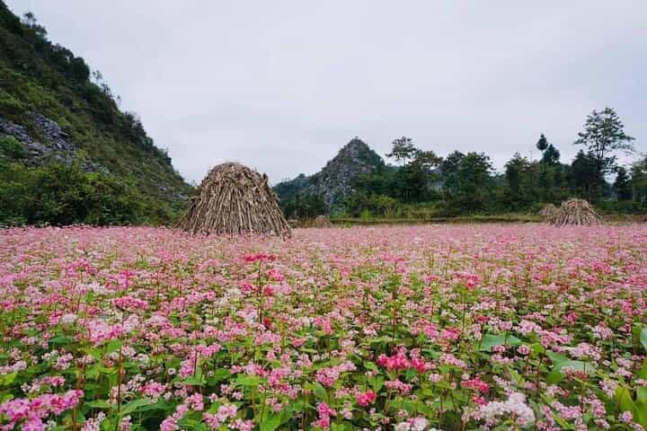 Ha Giang Loop 3D/2N Private Tour with Easy Rider