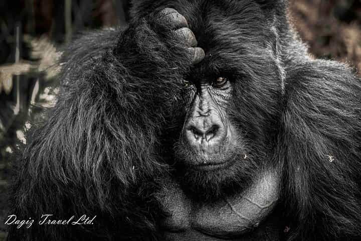 חוויה של 3 ימים של טיול גורילות באוגנדה
