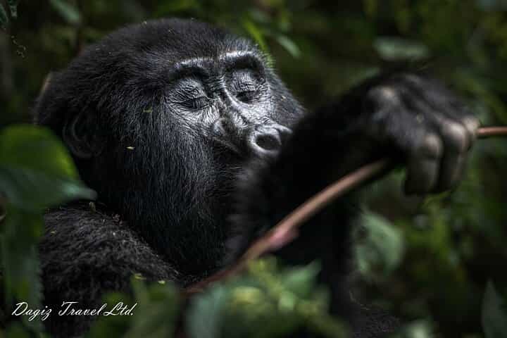 חוויה של 3 ימים של טיול גורילות באוגנדה