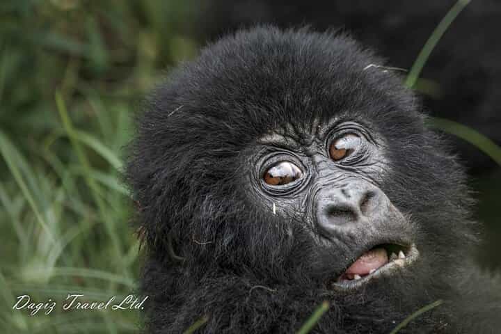 חוויה של 3 ימים של טיול גורילות באוגנדה