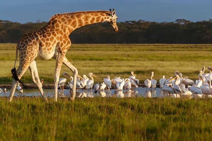 4 Days Shared Guided Maasai Mara and Lake Nakuru Safari Tour