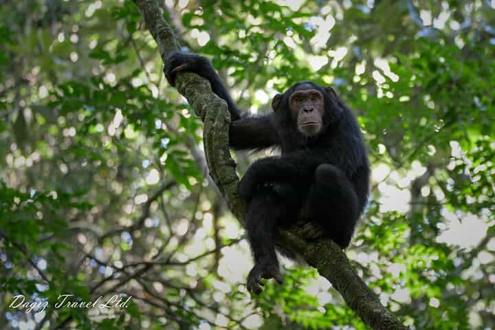 חוויה של 3 ימים של טיול גורילות באוגנדה