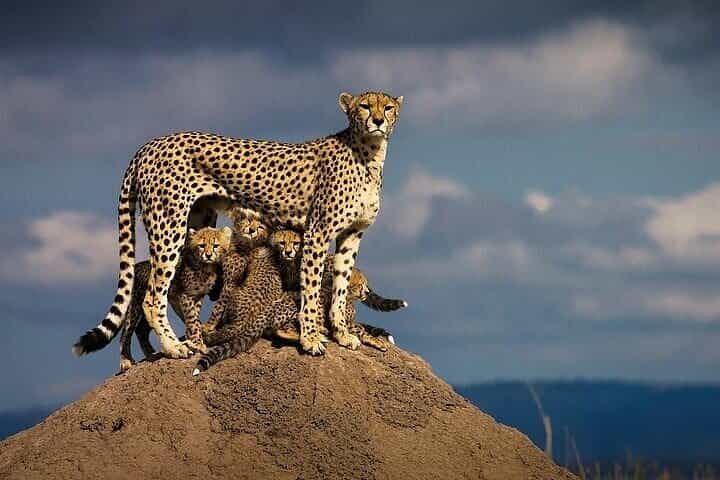 5 ימים של מומבסה, צאו מזרחי, טייטה סלט ליק, צאו מערבי, אמבסלי