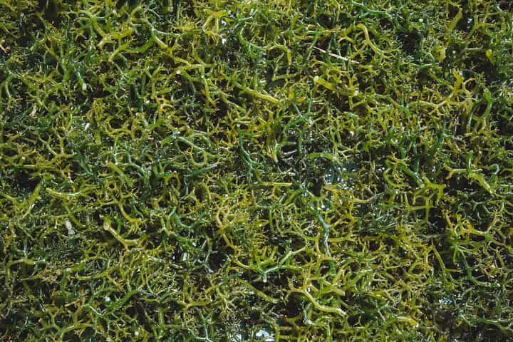 תוכנית אקוטורסימד לחודש אחד בבאלי, נוסה פנידה