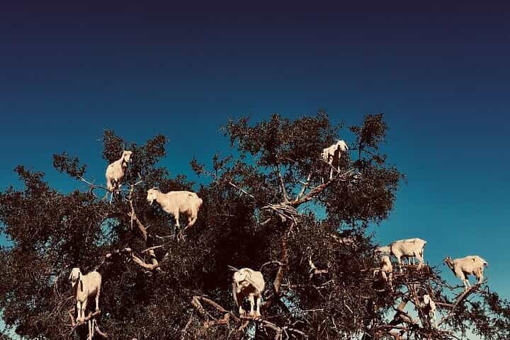 Essaouira Full-Day Trip from Marrakech – Medina, Port