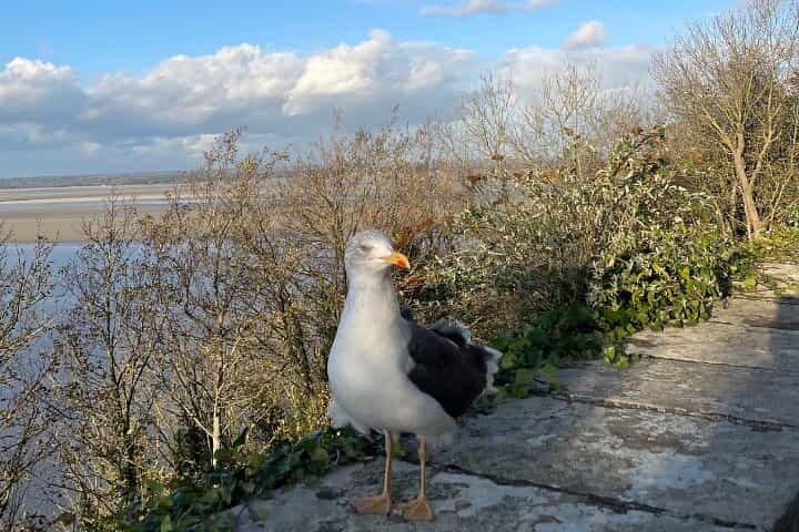 סיור בקבוצה קטנה במון סן מישל וביקור באביי עם טעימת סיידר