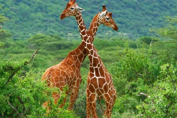 ספארי פרטי של 3 ימים 2 לילות במלון סמבורה סופה.