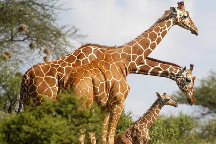ספארי פרטי של 3 ימים 2 לילות במלון סמבורה סופה.