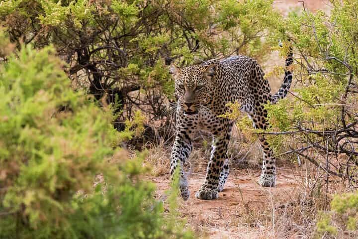 ספארי פרטי של 3 ימים 2 לילות במלון סמבורה סופה.