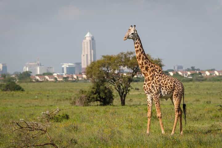 טיול ספארי פרטי חצי יום בבעלי חיים בפארק הלאומי ניירובי