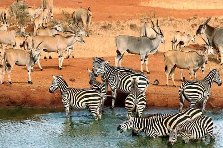 סיור ספארי ללילה במחנה סברין ממומבסה