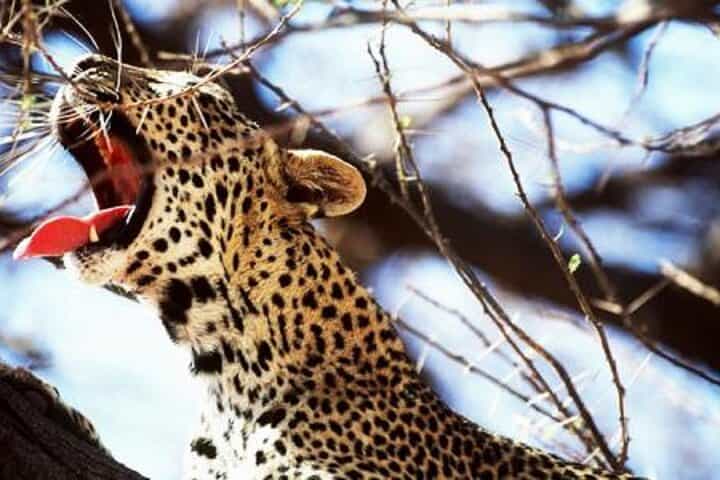 סיור ספארי ללילה במחנה סברין ממומבסה