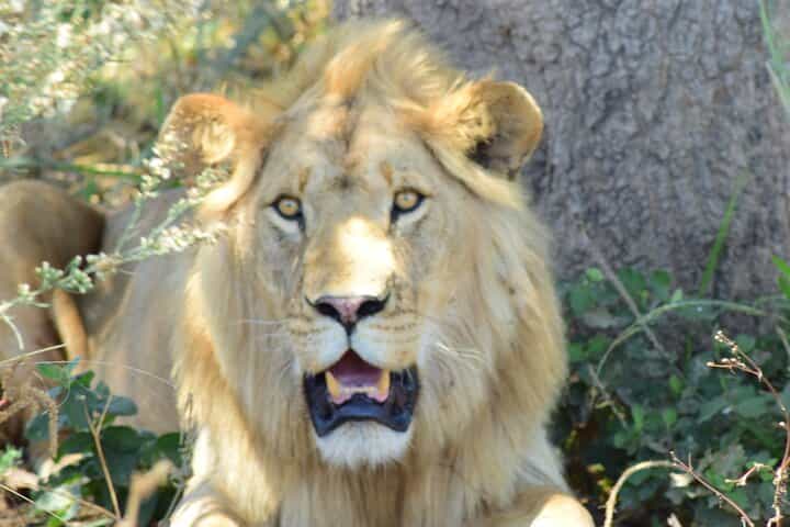 Best-Selling 4 Days Tanzania Private Mid-Range Safari Tour