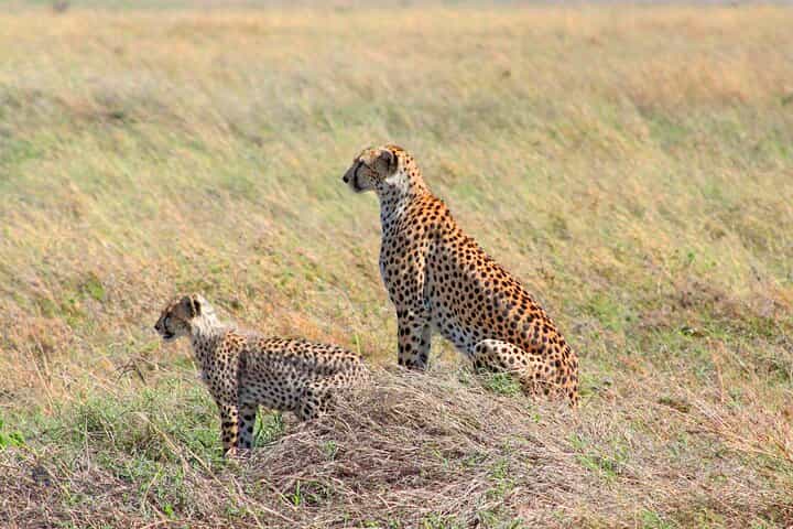 Best-Selling 4 Days Tanzania Private Mid-Range Safari Tour