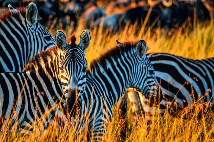 Best-Selling 4 Days Tanzania Private Mid-Range Safari Tour