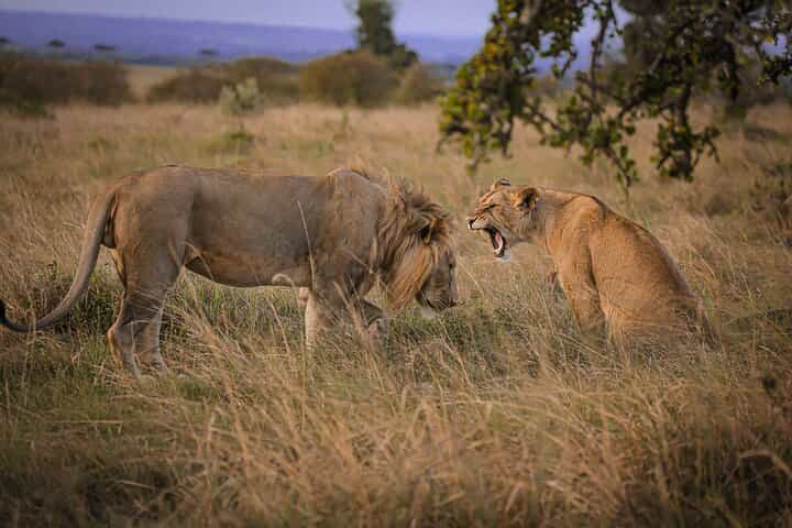Best 3-Days 2-nights Tanzania Private Budget Camping Safari