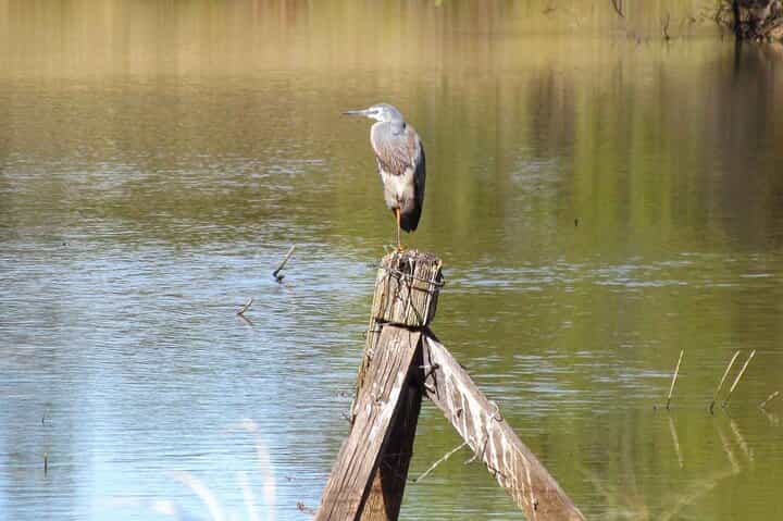 Roma: 1-Hour Birdwatching Nature Trail Walk