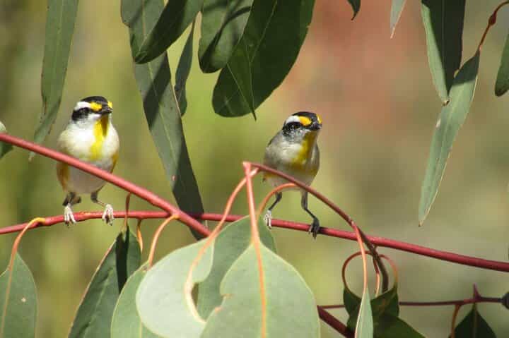 Roma: 1-Hour Birdwatching Nature Trail Walk
