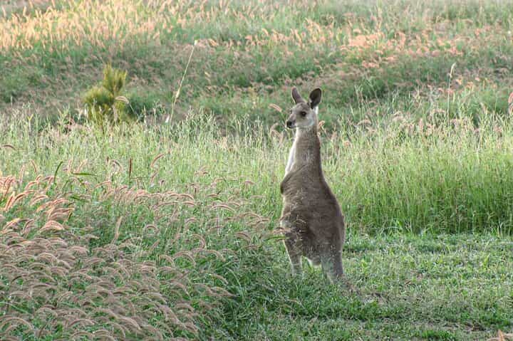 Roma: 1-Hour Birdwatching Nature Trail Walk