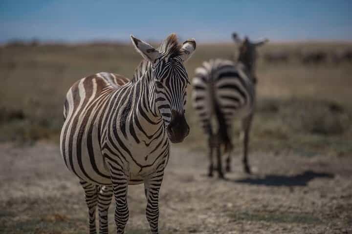 ספארי נדידה של 10 ימים של חציית נהר הוילדים בסרנגטי