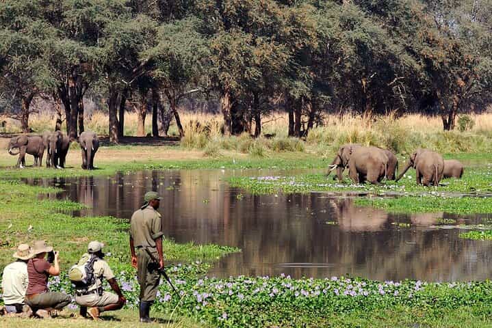 ספארי וביקור גרמיים בליווינגסטון