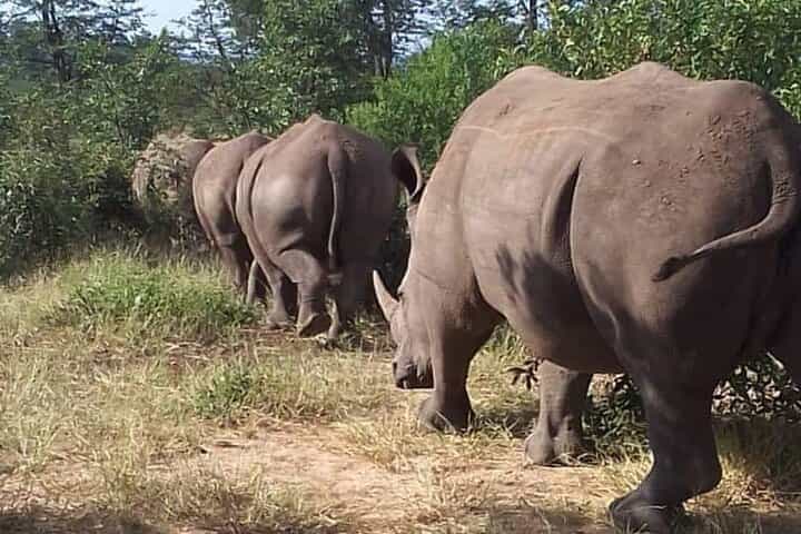 ספארי וביקור גרמיים בליווינגסטון