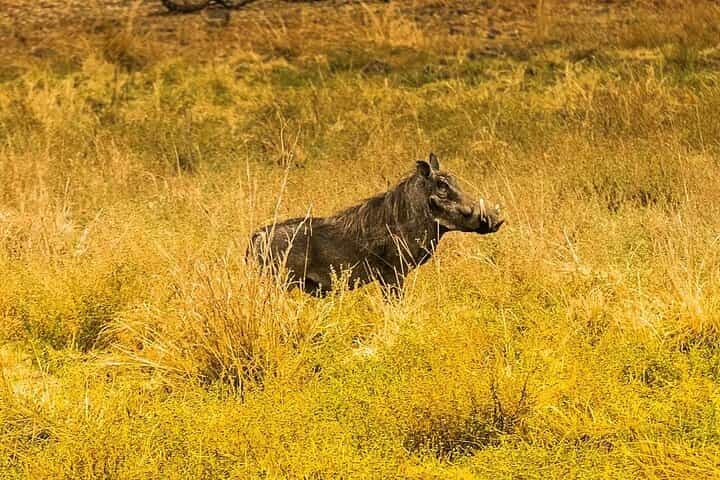 ספארי וביקור גרמיים בליווינגסטון