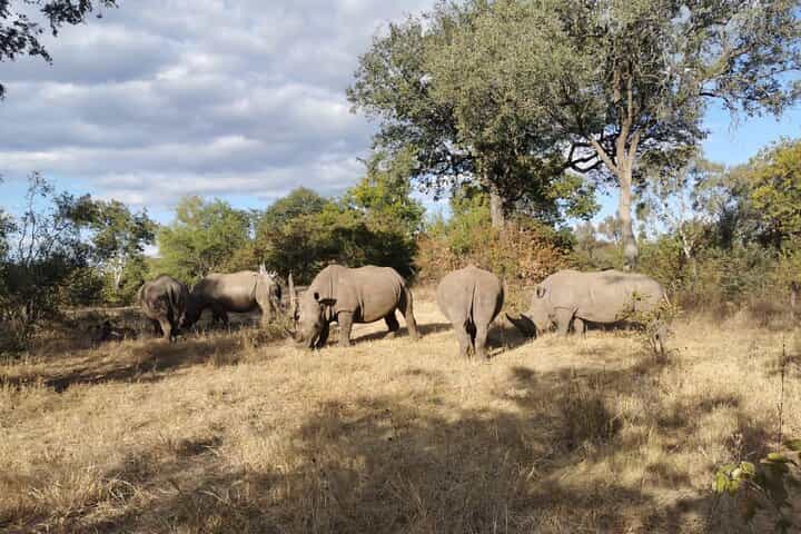 ספארי וביקור גרמיים בליווינגסטון