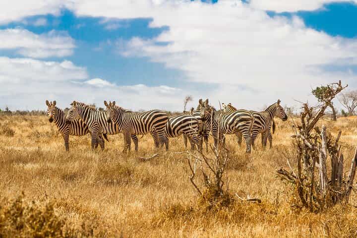 ספארי צילום של נדידת הגנבים הגדול במשך 10 ימים