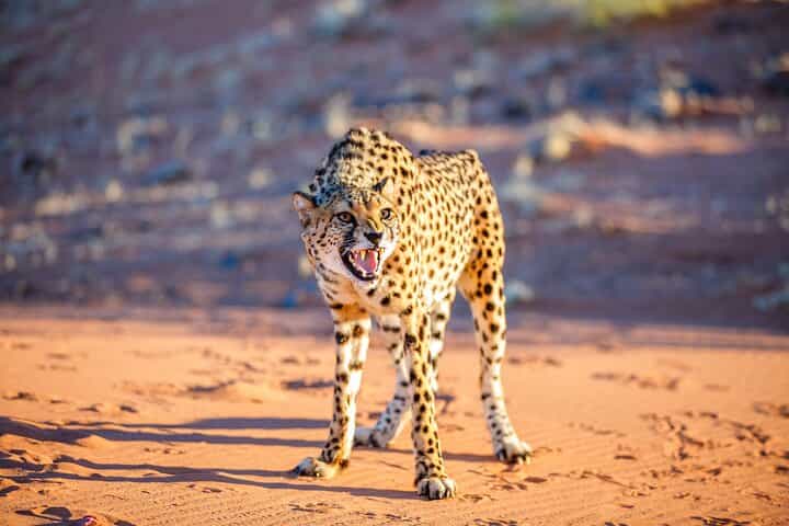 ספארי צילום של נדידת הגנבים הגדול במשך 10 ימים