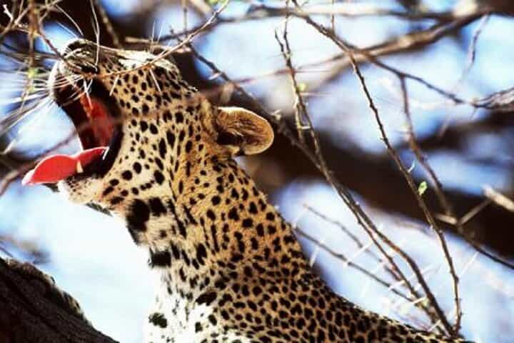 5 ימים ספארי לטסאו מערב, אמבוסלי וטסאו מזרח ממומבסה