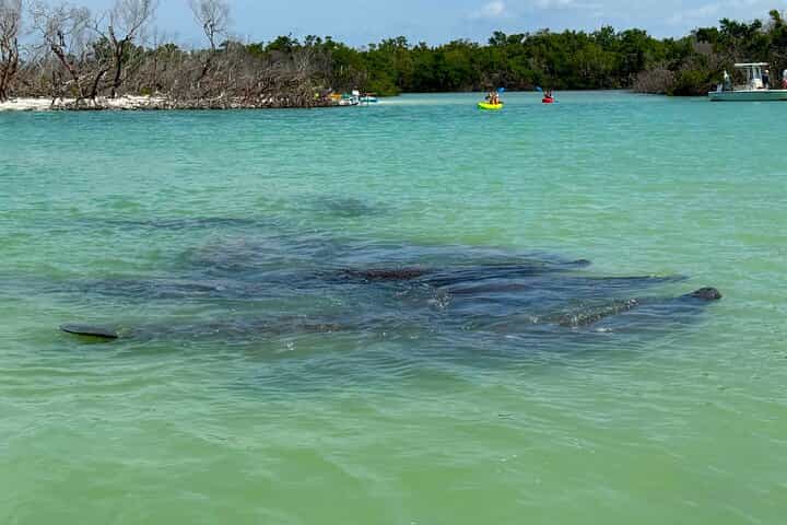 פעילות קיאקים וסאפ מודרכת למתחילים בשעה