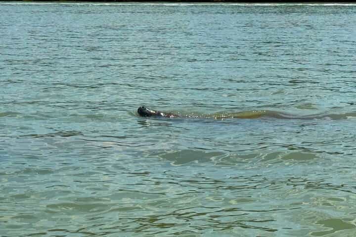 פעילות קיאקים וסאפ מודרכת למתחילים בשעה