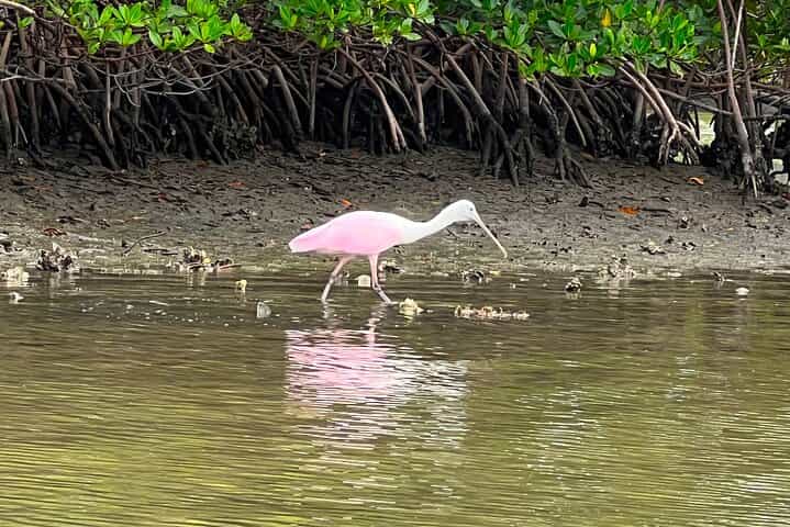 פעילות קיאקים וסאפ מודרכת למתחילים בשעה