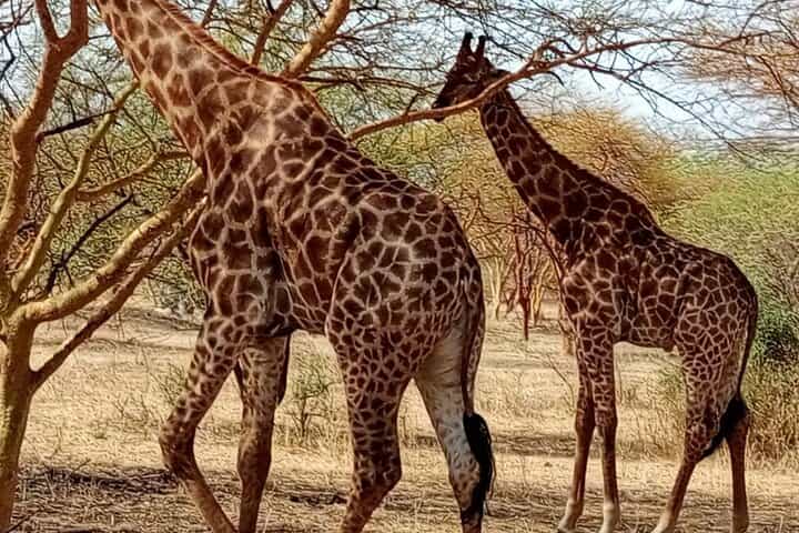 דקר, אגם ורוד וספארי בפארק בנדיה (מינימום 2 משתתפים)