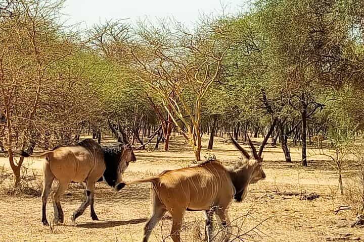 דקר, אגם ורוד וספארי בפארק בנדיה (מינימום 2 משתתפים)