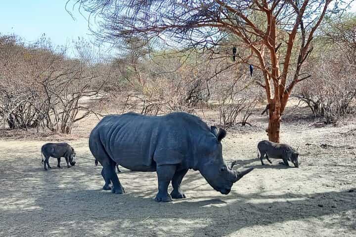 דקר, אגם ורוד וספארי בפארק בנדיה (מינימום 2 משתתפים)